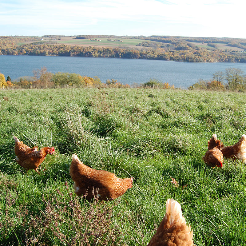 Egg-cellence In The Field