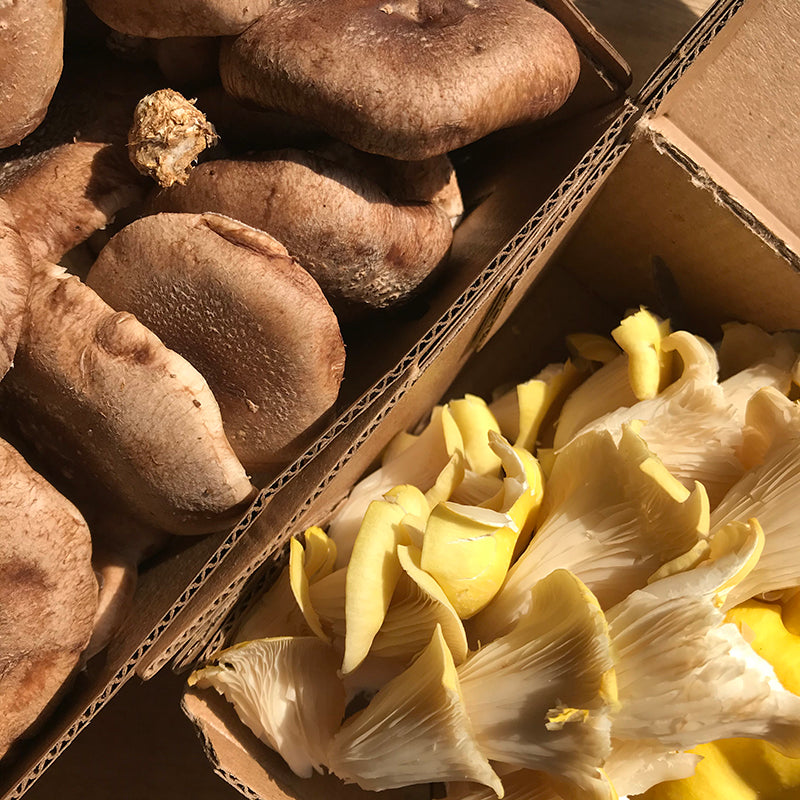 A 'Shroom Grows In Brooklyn: Q&A With Smallhold