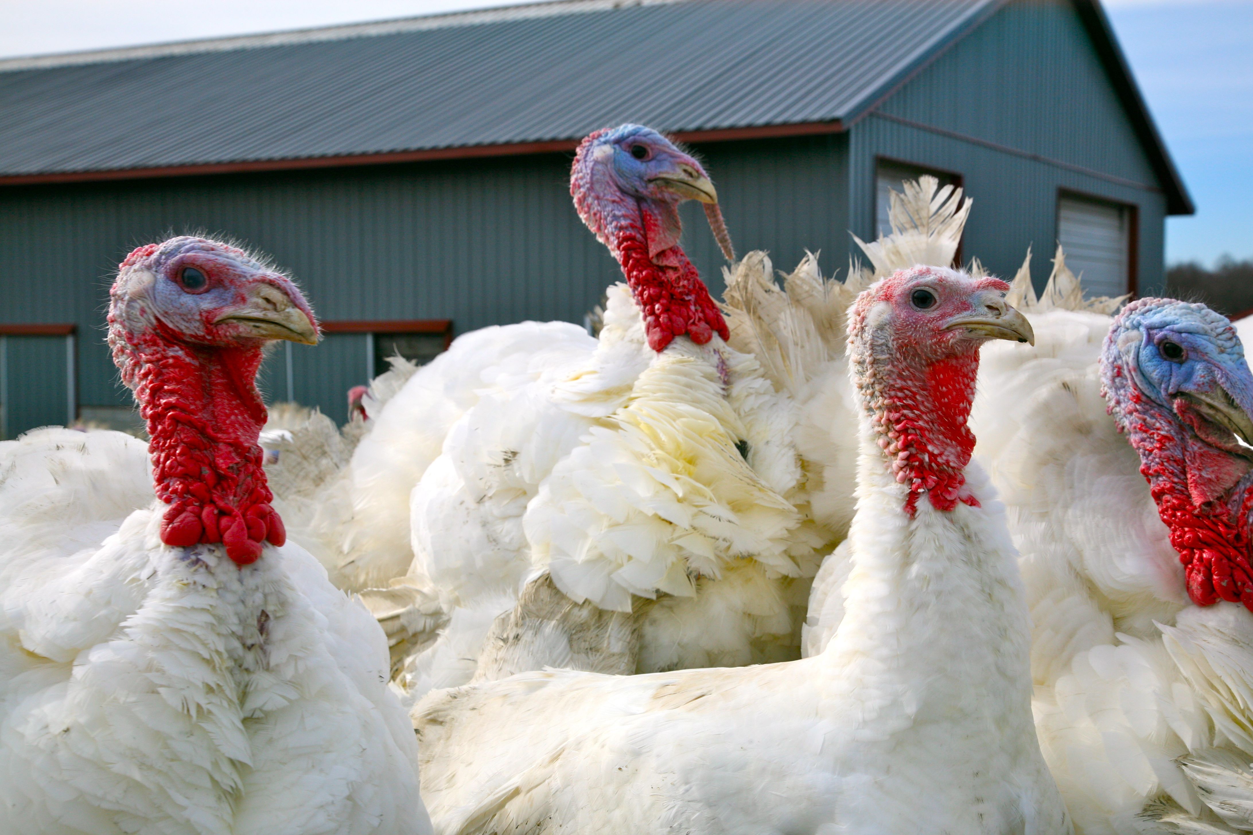 Thanksgiving Turkeys