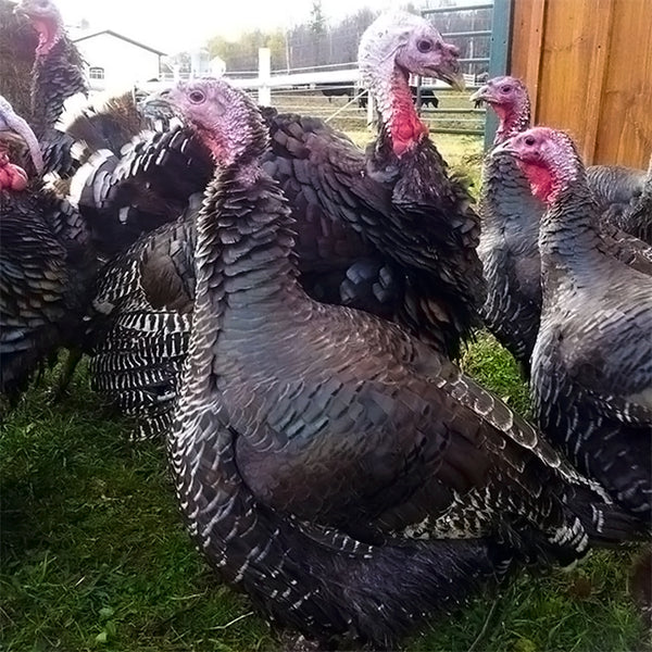 Let's Talk Turkey: Thanksgiving Sourcing